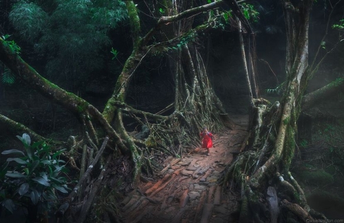 Daniel Kordan pont de racine vivante pour aller à l'école région de Meghalaya Inde.jpg