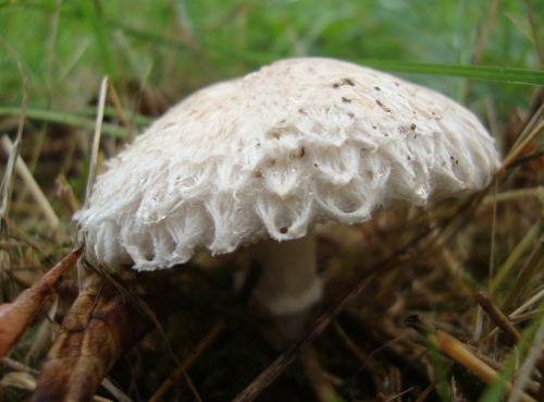 Lépiote excoriée lepiota excoriata 2026 10 20 possible (6).JPG