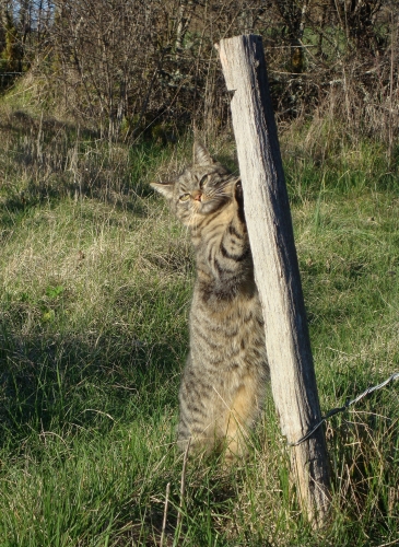 2026 03 1 Pepper (1).JPG