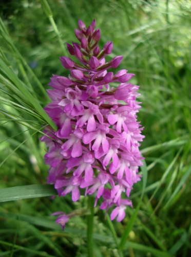 Orchis pyramida Anacamptis pyramidalis 2026 05 2.JPG
