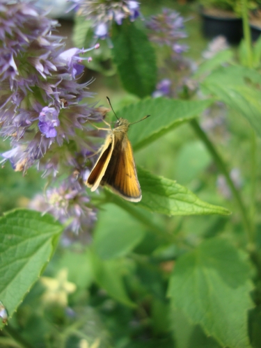 Hespérie sur fleur d'Agastache.JPG