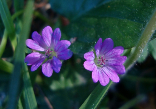 Géranium mou Géranium à feuilles molles Geranium molle 2026 04 7 (1).JPG
