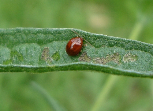 Sphaeroderma SP 2026 06 3.JPG