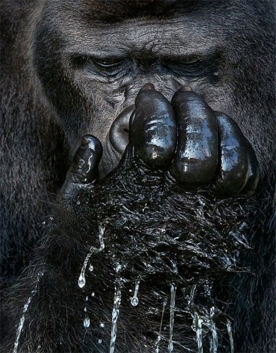 Tim Flach gorilla.jpg