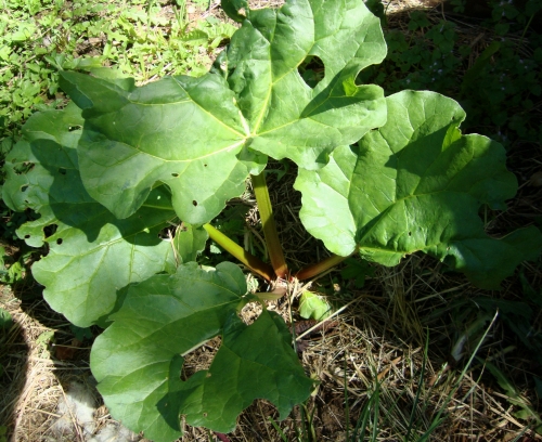 Rhubarbe.JPG