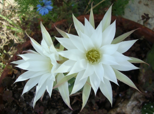 echinopsis subdenudata.JPG