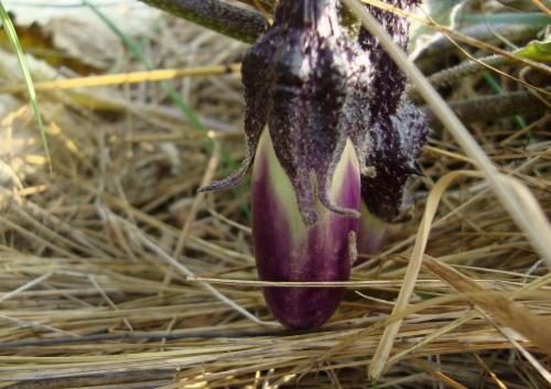 DSC07206.JPG