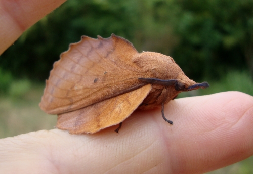 Feuille morte du chêne Gastropacha quercifolia (6).JPG