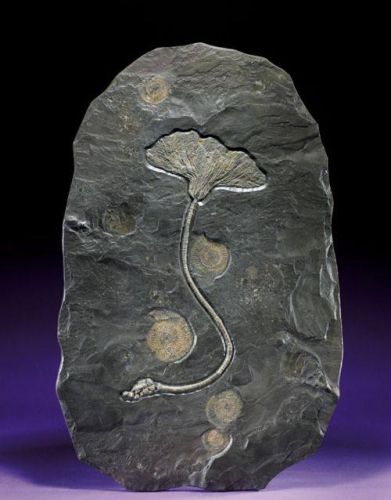Fossil sea lily (Crinoid)  Allemagne Jurassic (ca. 145 million years ago).jpg