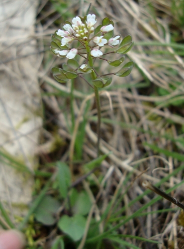 Tabouret perfolié Noccaea perfoliata 2026 03 8 (3).JPG