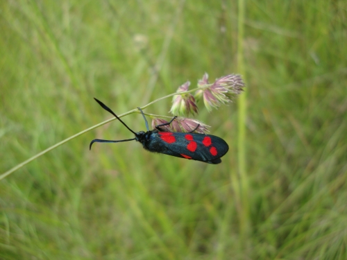 Zygène commune, Zygène du Pied-de-Poule Zygaena filipendulae 2026 05 22 6 taches.JPG