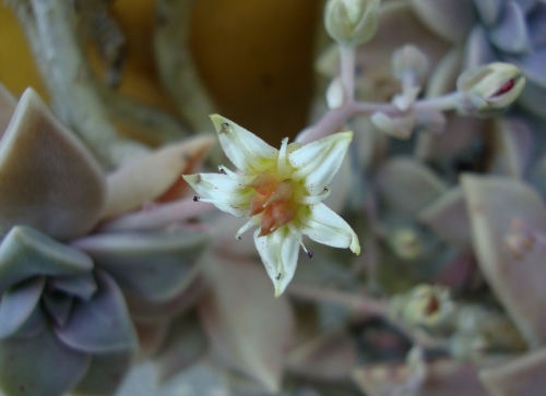 Graptopetalum paraguayense, appelée aussi Plante fantôme ou Plante de porcelaine 2026 04 20.JPG