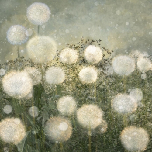 Saskia Boelsums LandscapeFlowers09.jpg