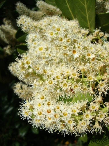 Laurier cerise 2026 04 7 rosacées.JPG