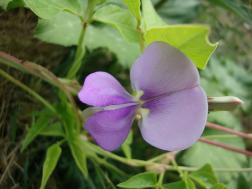 Fleurs de doliques vertes Tapir, appellées aussi haricots kilomètres (2).JPG