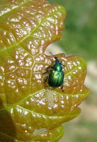 Cigarier de la vigne Byctiscus betulae (2).JPG