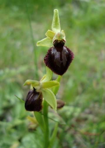 Ophrys araignée (2).JPG