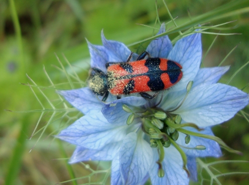 Clairon des ruches Trichodes alvearius 2026 05 16.JPG