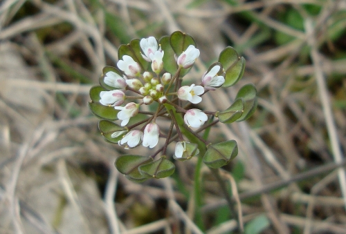 Tabouret perfolié Noccaea perfoliata 2026 03 8 (1).JPG