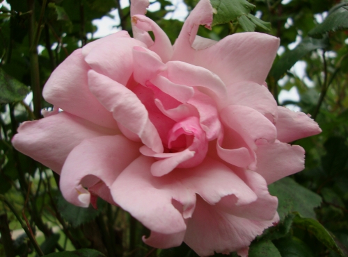 DSC06418.JPG