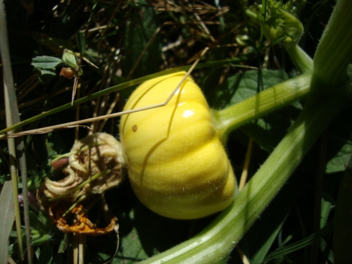DSC07095.JPG