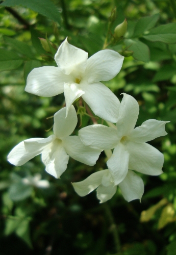Jasmin commun Jasminum officinale 2026 06 5.JPG