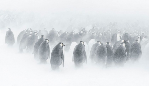 Vincent Munier Terre Adélie.jpg