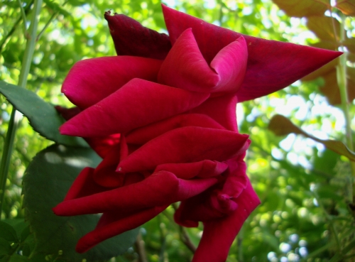 DSC06921.JPG