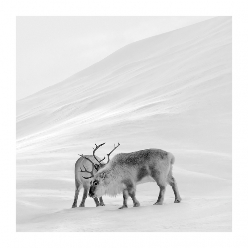 Patrick Ems_série Artic Silence 31.jpg