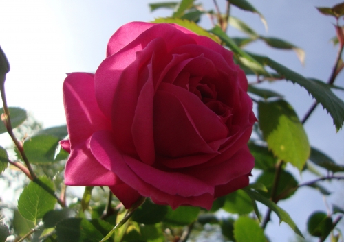 2026 04 11 Rose première (2).JPG