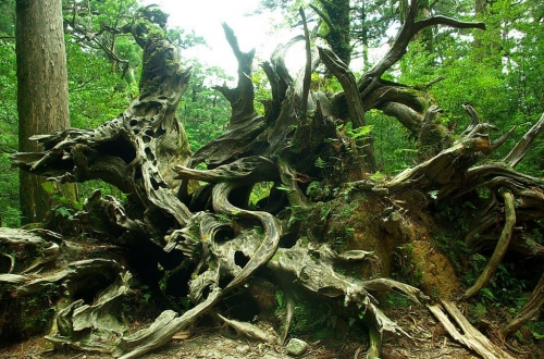 ’île Yakushima japon.jpg