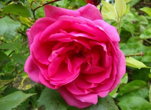 DSC06417.JPG