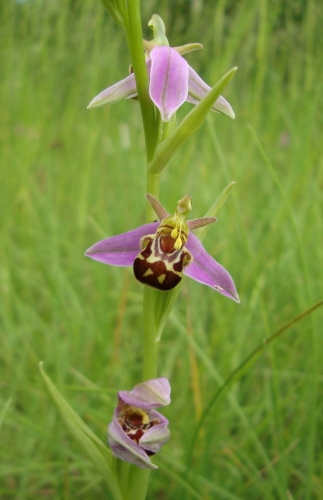 Ophrys abeille (2).JPG