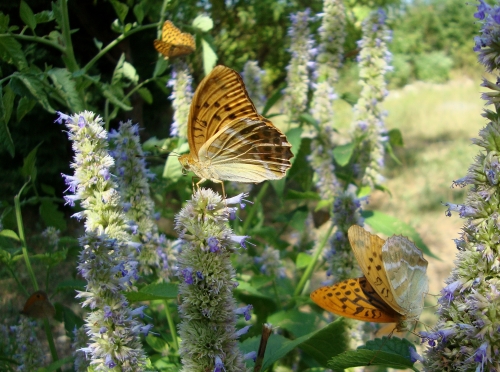 DSC07188.JPG