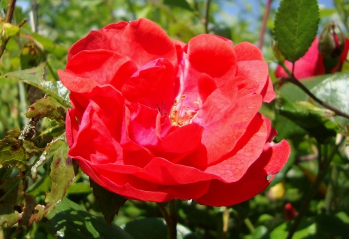 DSC06595.JPG