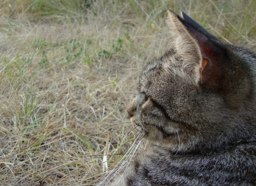 DSC00065.JPG