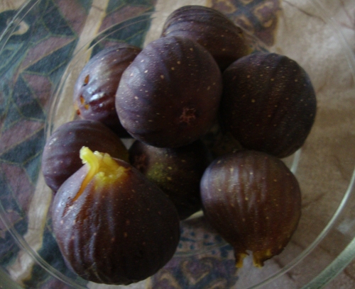 2026 08 14 premières figues.JPG