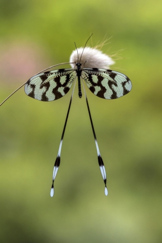 Yılmaz Akaro Spoonwing Lacewing Nemoptera sinuata.jpg