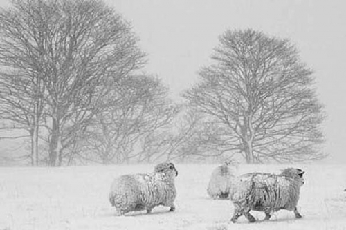 Andy leader ford-inn-sheep-andy-leader.jpg