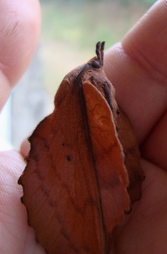 Feuille morte du chêne Gastropacha quercifolia (5).JPG