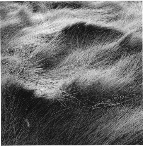 Eric lindbloom Salt Marsh Grass No 1999.jpg
