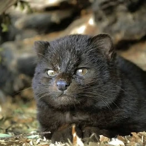 Barbara Javiera Mansilla Le Guigna Chili_n.jpg