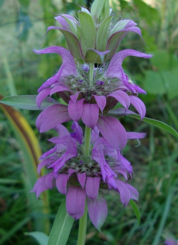 Monarde citron.JPG