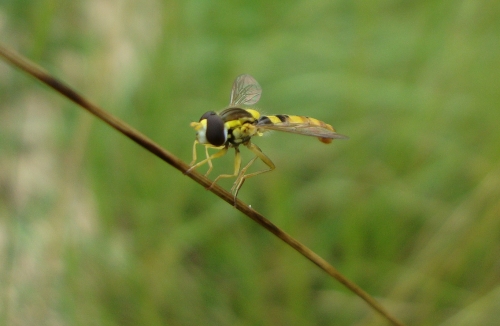 Syrphe porte-plume Sphaerophoria scripta 2026 06 2.JPG
