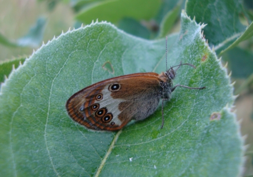 Céphale Coenonympha arcania 2026 06 2..jpg