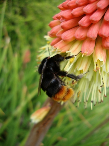 Bourdon des pierres, Bourdon lapidaire ou Cul-brun Bombus lapidarius 2026 05 9 (2).JPG
