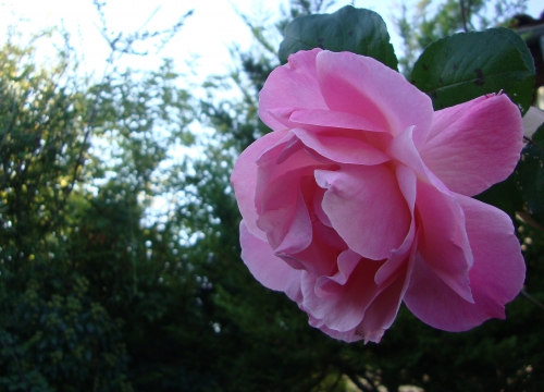 DSC07710.JPG