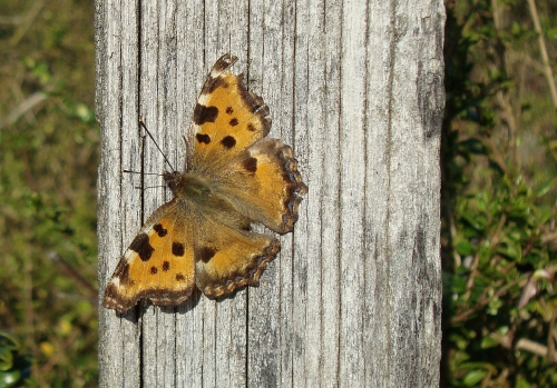 Grande Tortue Nymphalis polychloros 2026 02 27.jpg