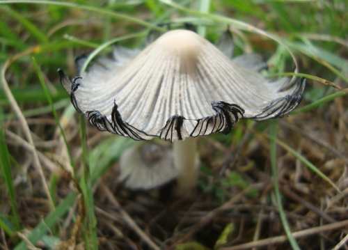 Coprin pied-de-lièvre Coprinopsis lagopus 2026 10 20 (5).JPG