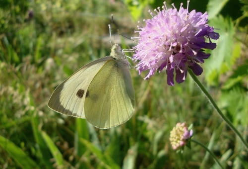 Piéride du chou Pieris brassicae 2026 05 31 (3).JPG